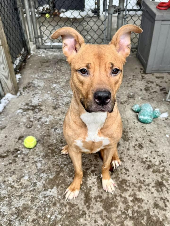 Enlarge Shea, a ADOPTABLE Pit Bull Terrier in Chicago, IL image 4/5