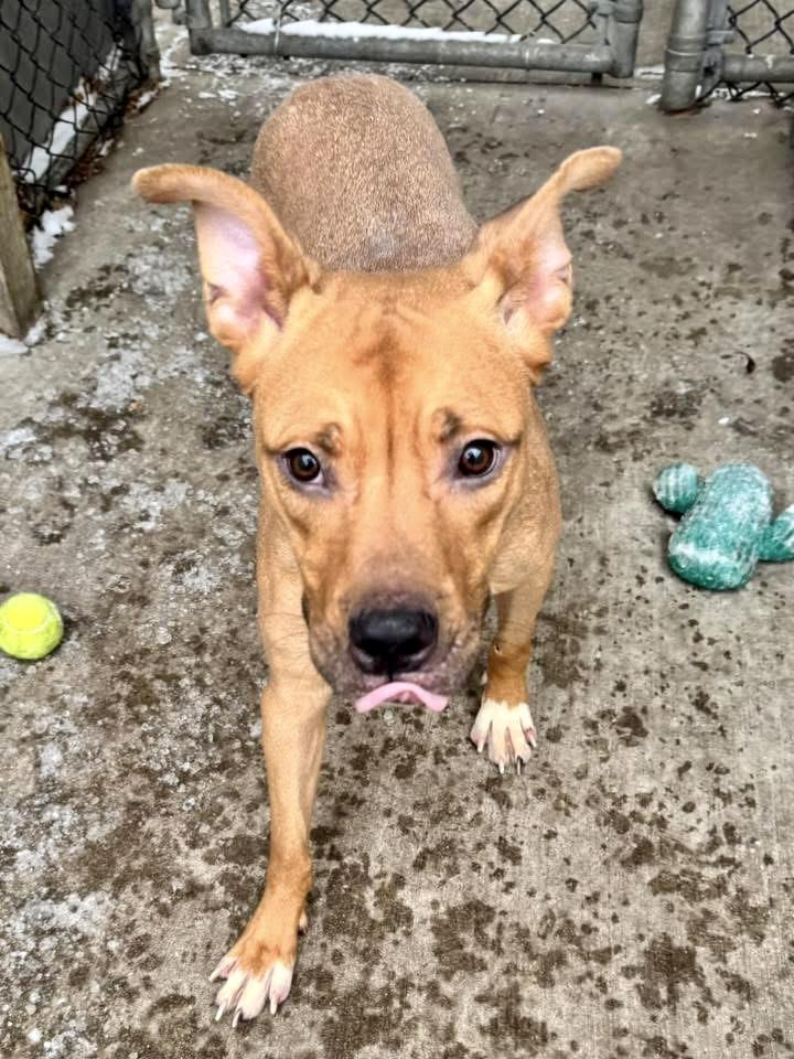 Enlarge Shea, a ADOPTABLE Pit Bull Terrier in Chicago, IL image 3/5