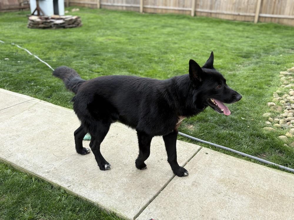 Midnight, a Adoptable mixed breed in Irwin, PA image 2/4