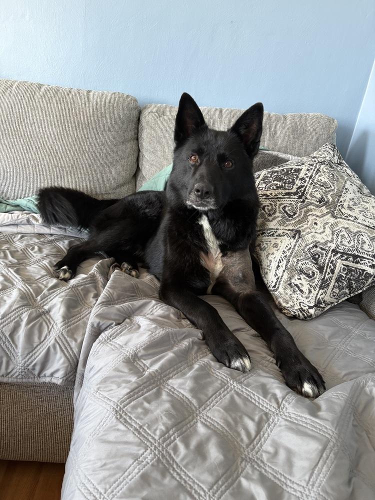 Enlarge Midnight, a Adoptable mixed breed in Irwin, PA image 4/6