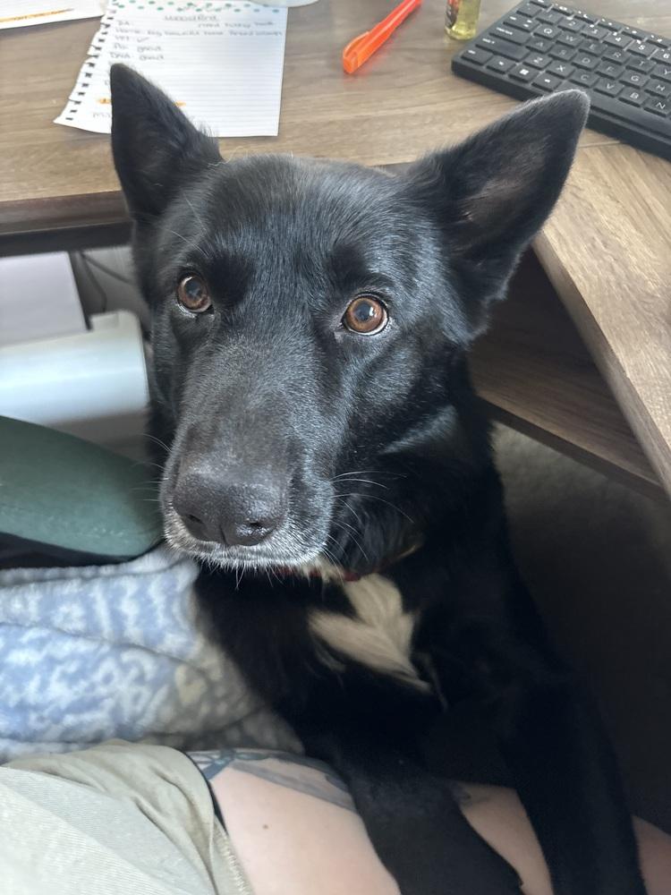 Enlarge Midnight, a Adoptable mixed breed in Irwin, PA image 5/6