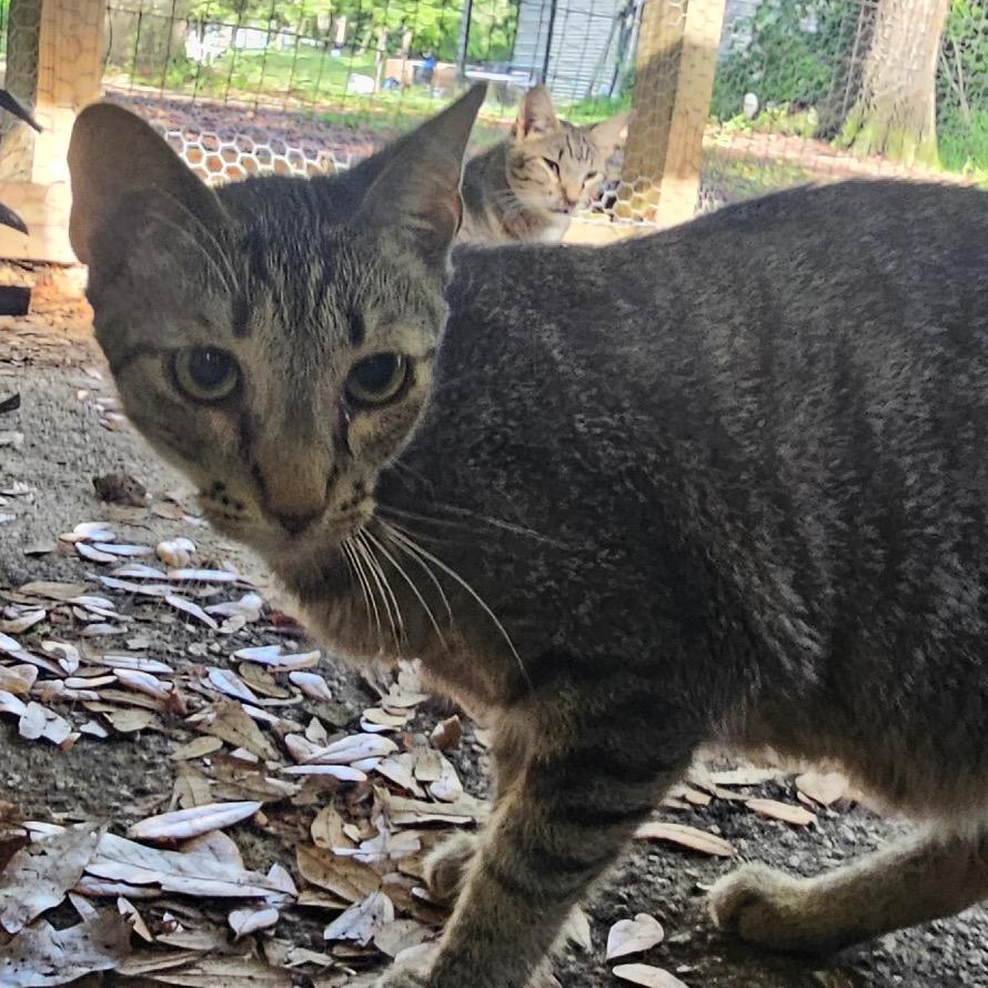 Legolas, Adoptable, Adult Female Domestic Short Hair.