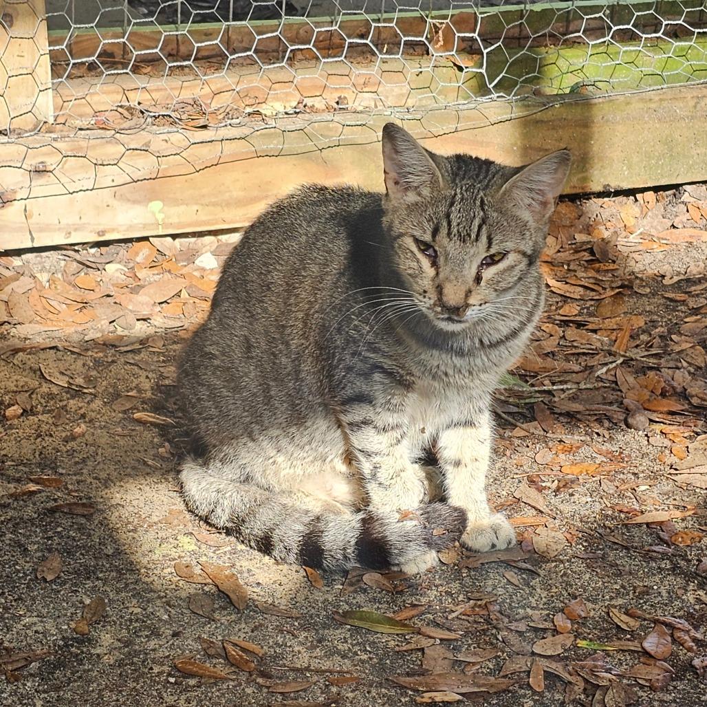 Enlarge Legolas, a Adoptable Domestic Short Hair in Melrose, FL image 2/2