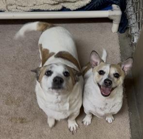 Buddy & Holly - The cutest duo!, a Adoptable mixed breed in Seattle, WA image 4/5