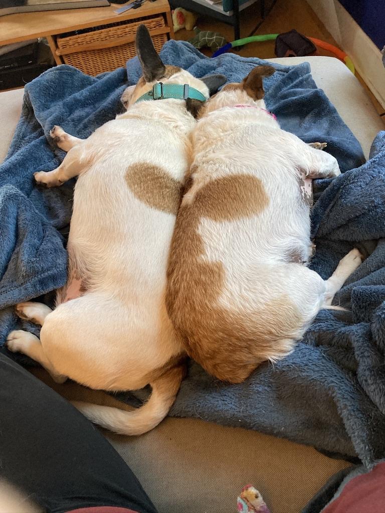 Buddy & Holly - The cutest duo!, a Adoptable mixed breed in Seattle, WA image 5/5