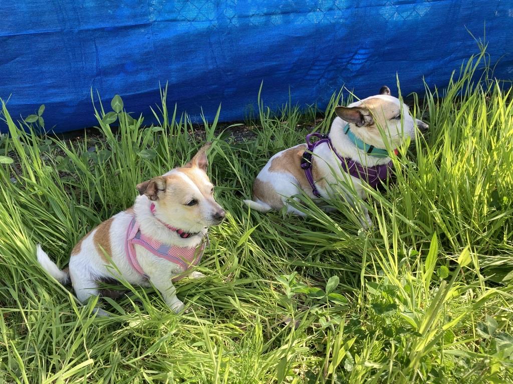 Buddy & Holly - The cutest duo!, a Adoptable mixed breed in Seattle, WA image 1/5