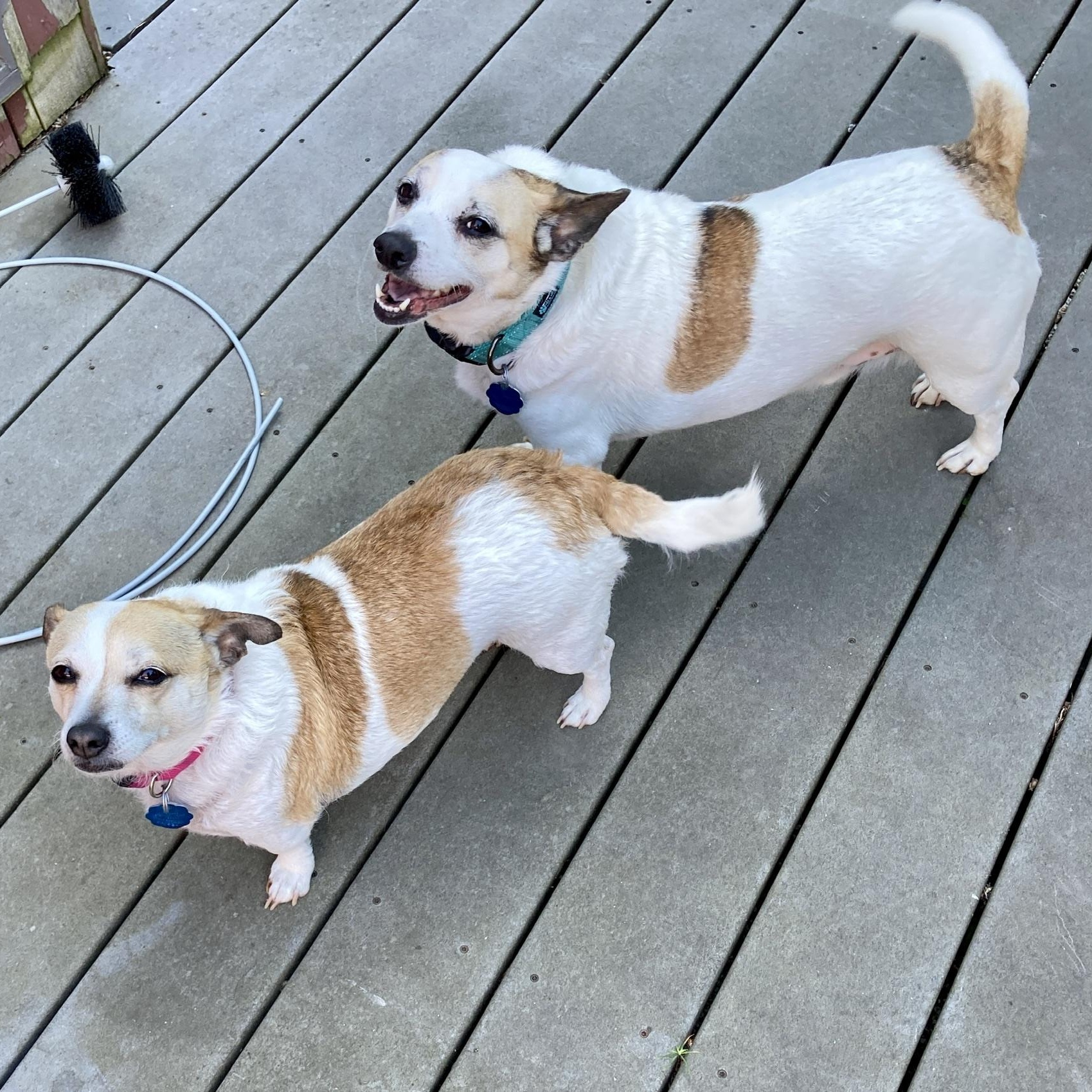 Buddy & Holly - The cutest duo!, a Adoptable mixed breed in Seattle, WA image 3/5