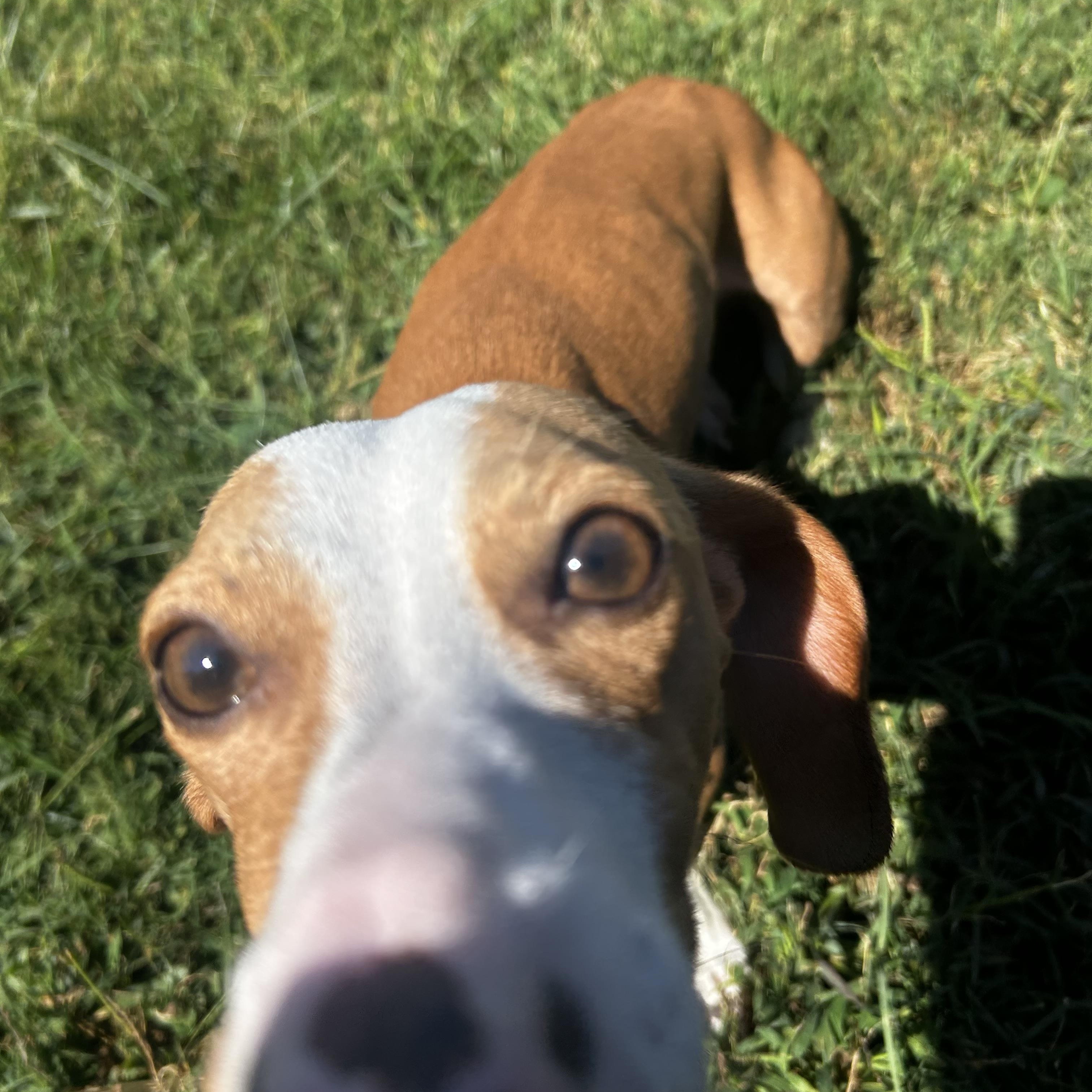 Enlarge Winston, a Adoptable mixed breed in Campbellsville, KY image 2/5