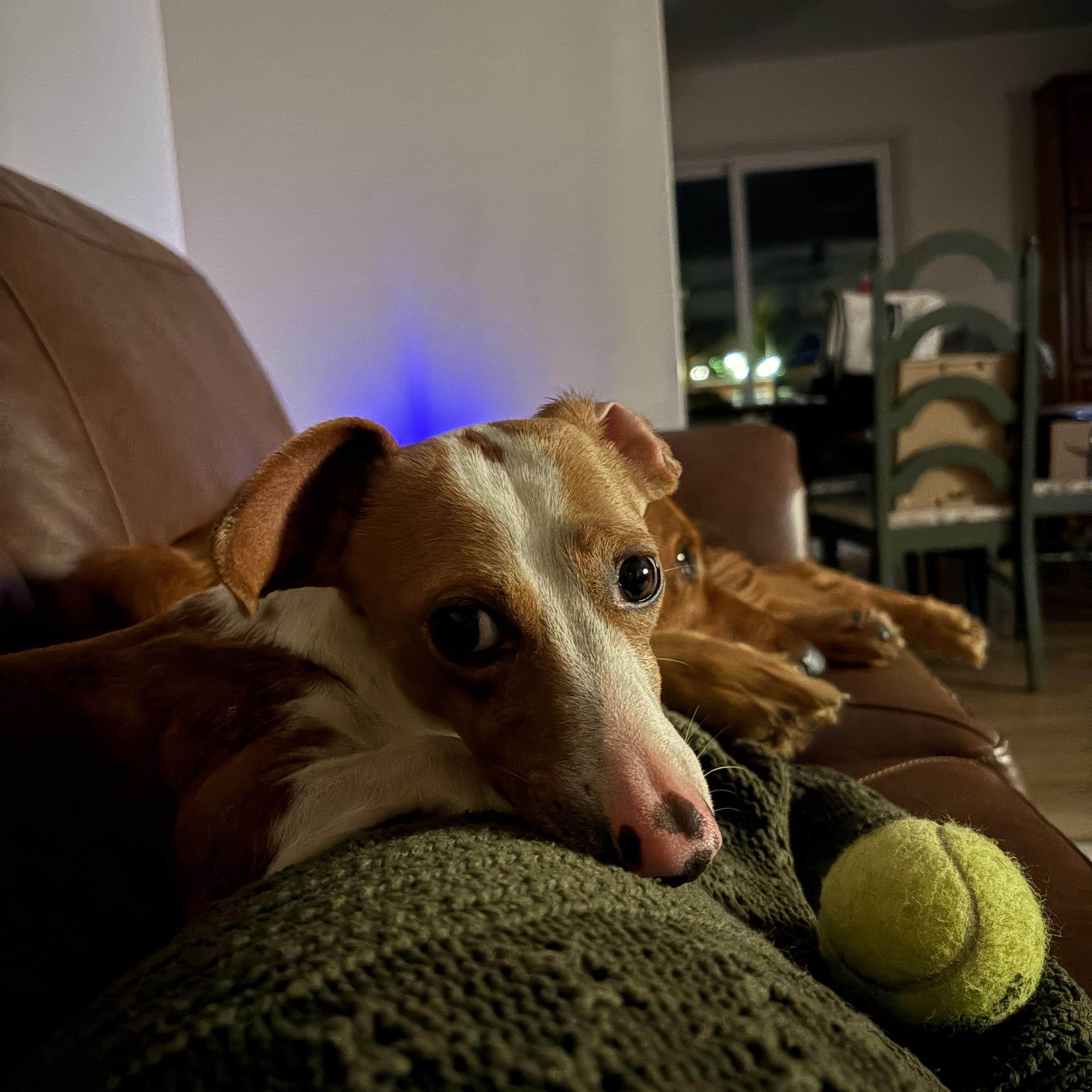 Enlarge Winston, a Adoptable mixed breed in Campbellsville, KY image 1/5