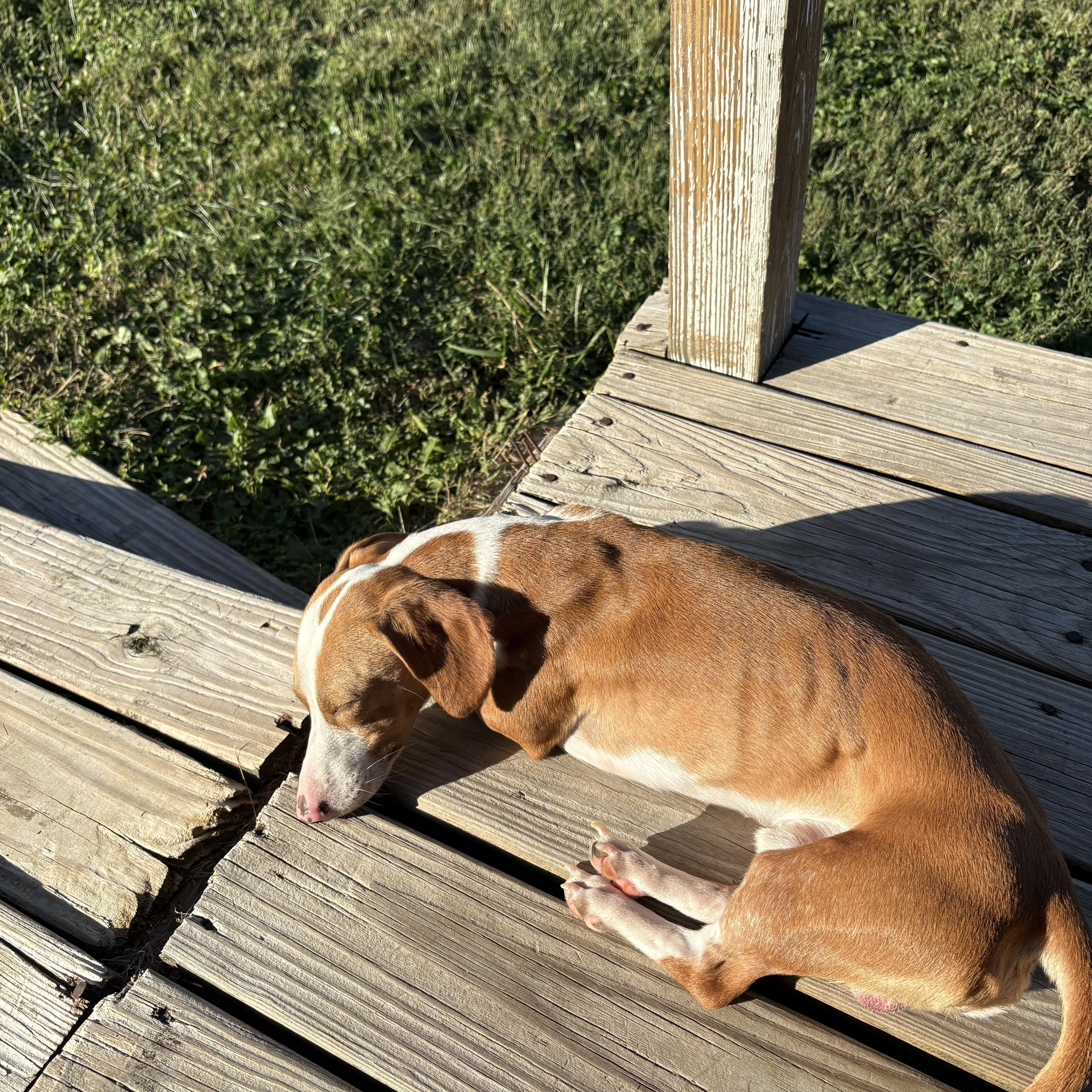 Enlarge Winston, a Adoptable mixed breed in Campbellsville, KY image 5/5