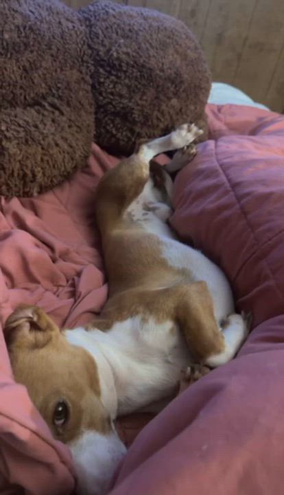 Enlarge Winston, a Adoptable mixed breed in Campbellsville, KY video 3/5