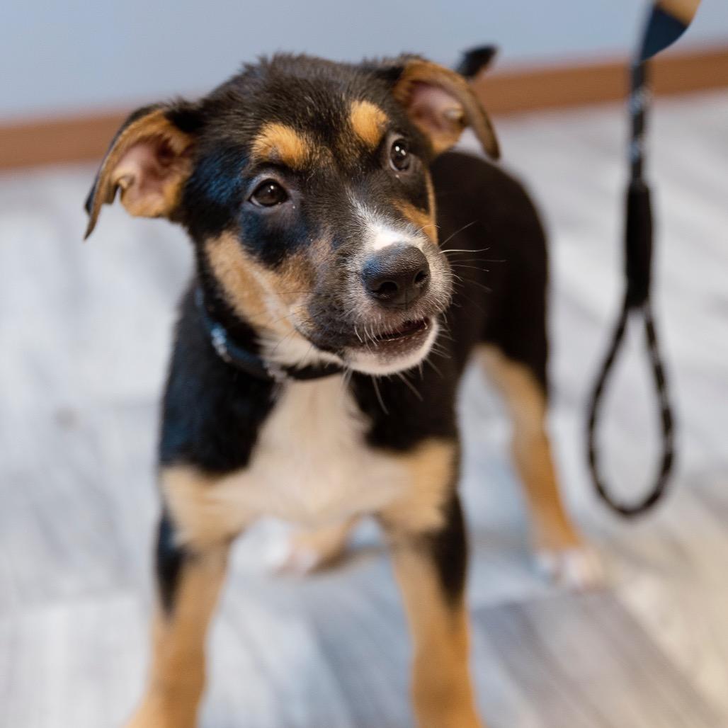 Enlarge Kirbie, a Adoptable mixed breed in Brainerd, MN image 1/6