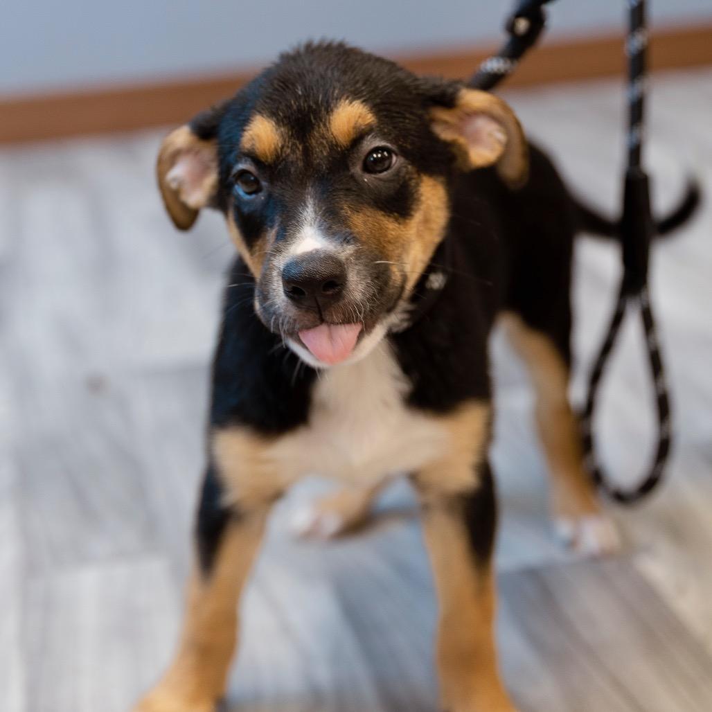 Enlarge Kirbie, a Adoptable mixed breed in Brainerd, MN image 2/6