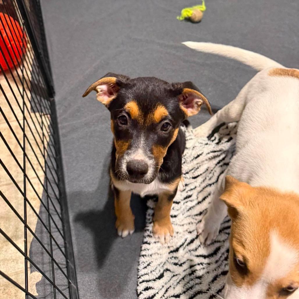 Enlarge Kirbie, a Adoptable mixed breed in Brainerd, MN image 3/6