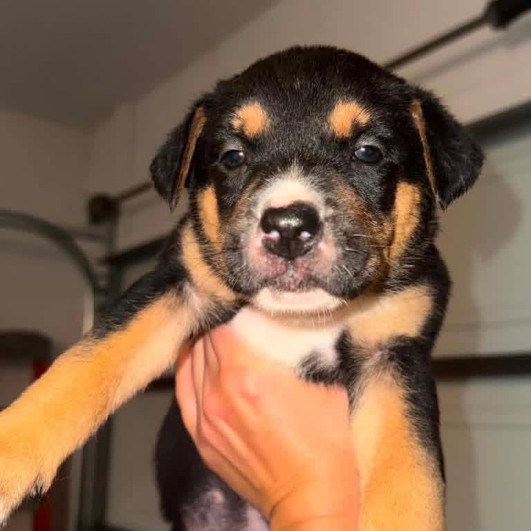 Enlarge Kirbie, a Adoptable mixed breed in Brainerd, MN image 4/6