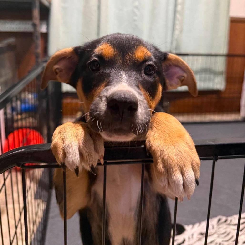 Enlarge Kirbie, a Adoptable mixed breed in Brainerd, MN image 5/6