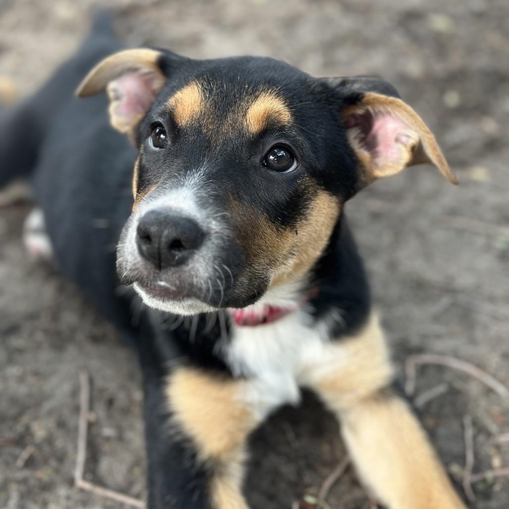 Enlarge Kirbie, a Adoptable mixed breed in Brainerd, MN image 6/6