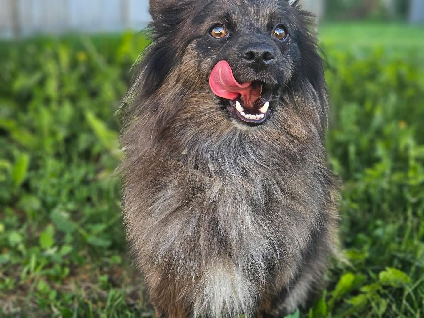 Enlarge Wiley, an adopted Pomeranian in Lethbridge, AB image 1/3