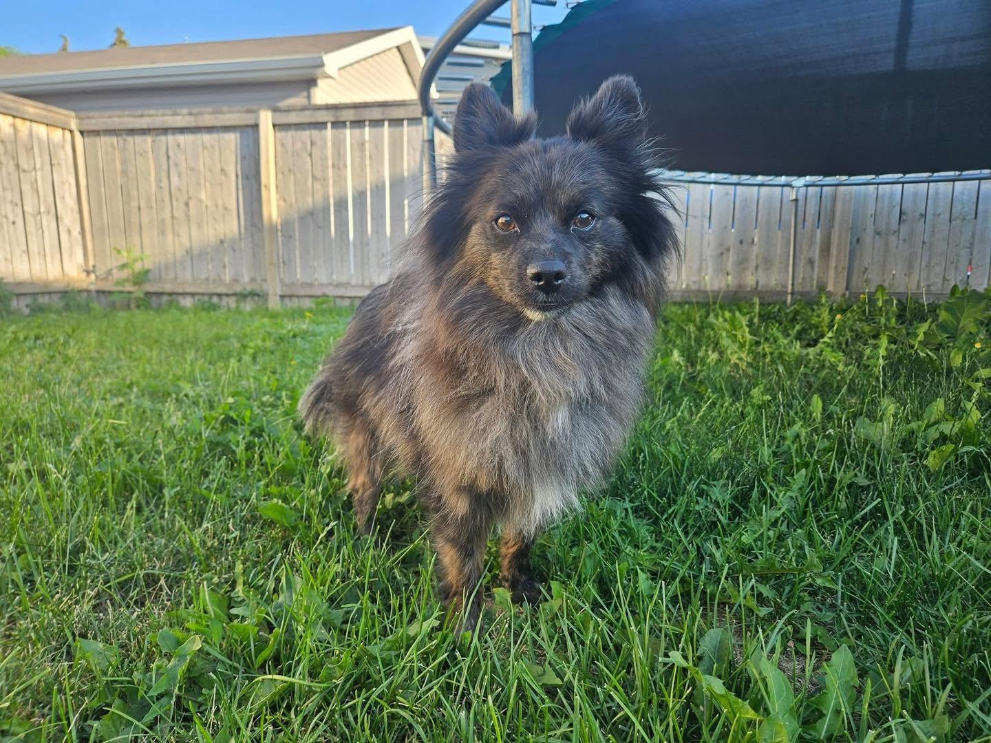 Enlarge Wiley, an adopted Pomeranian in Lethbridge, AB image 2/3