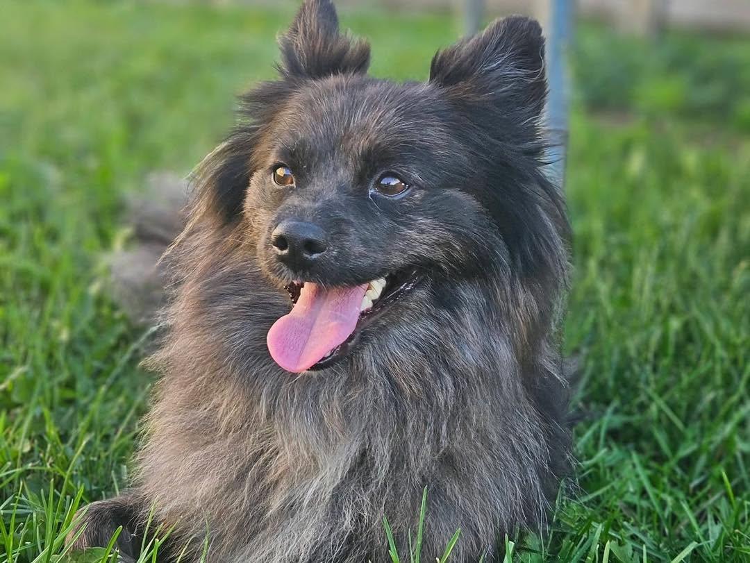 Enlarge Wiley, an adopted Pomeranian in Lethbridge, AB image 3/3