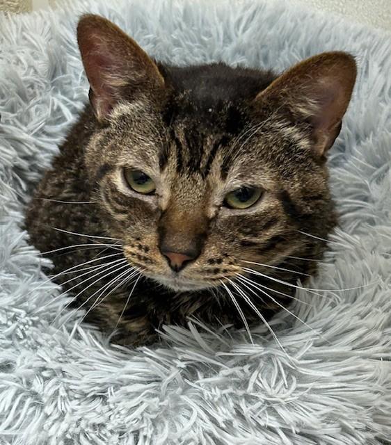 Tiger *Special Needs*, a ADOPTABLE Domestic Short Hair in Willmar, MN image 2/3
