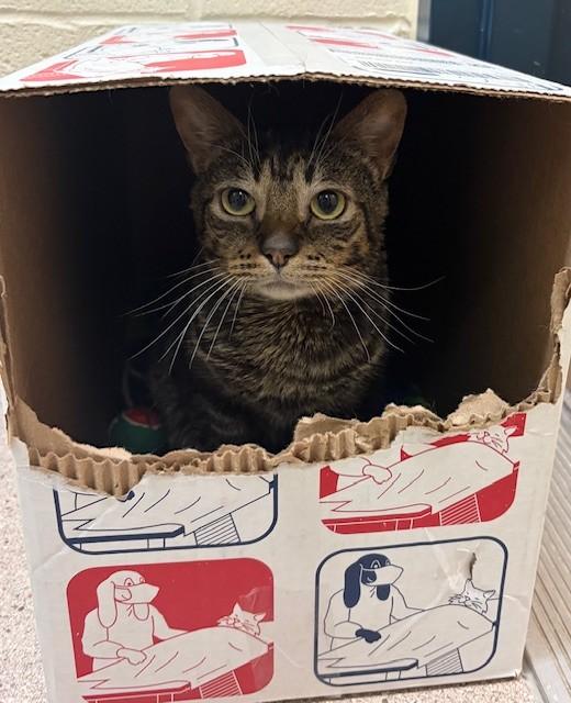 Tiger *Special Needs*, a ADOPTABLE Domestic Short Hair in Willmar, MN image 3/3