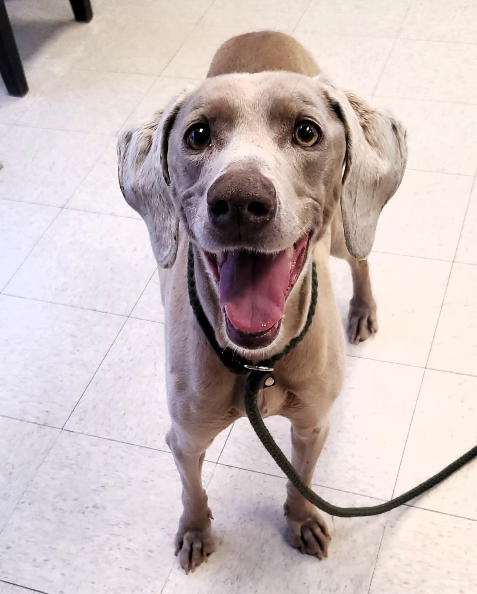 Charlotte , ADOPTABLE, Senior Female Weimaraner.
