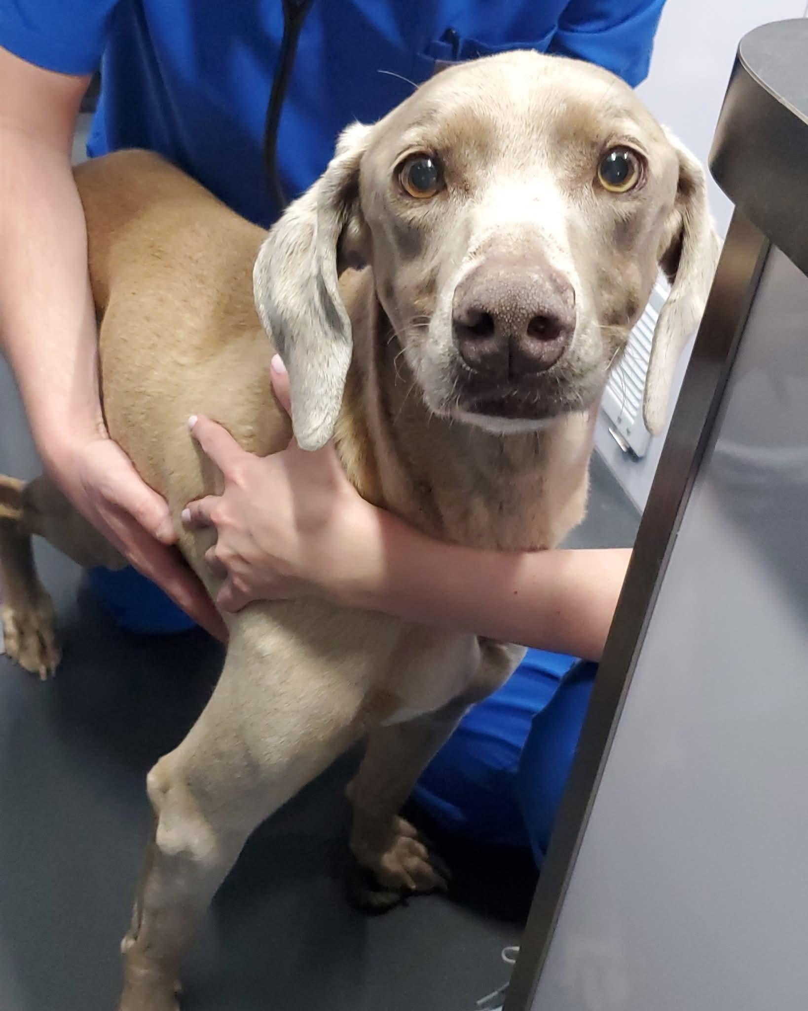 Enlarge Charlotte , a ADOPTABLE Weimaraner in Birmingham, AL image 2/2