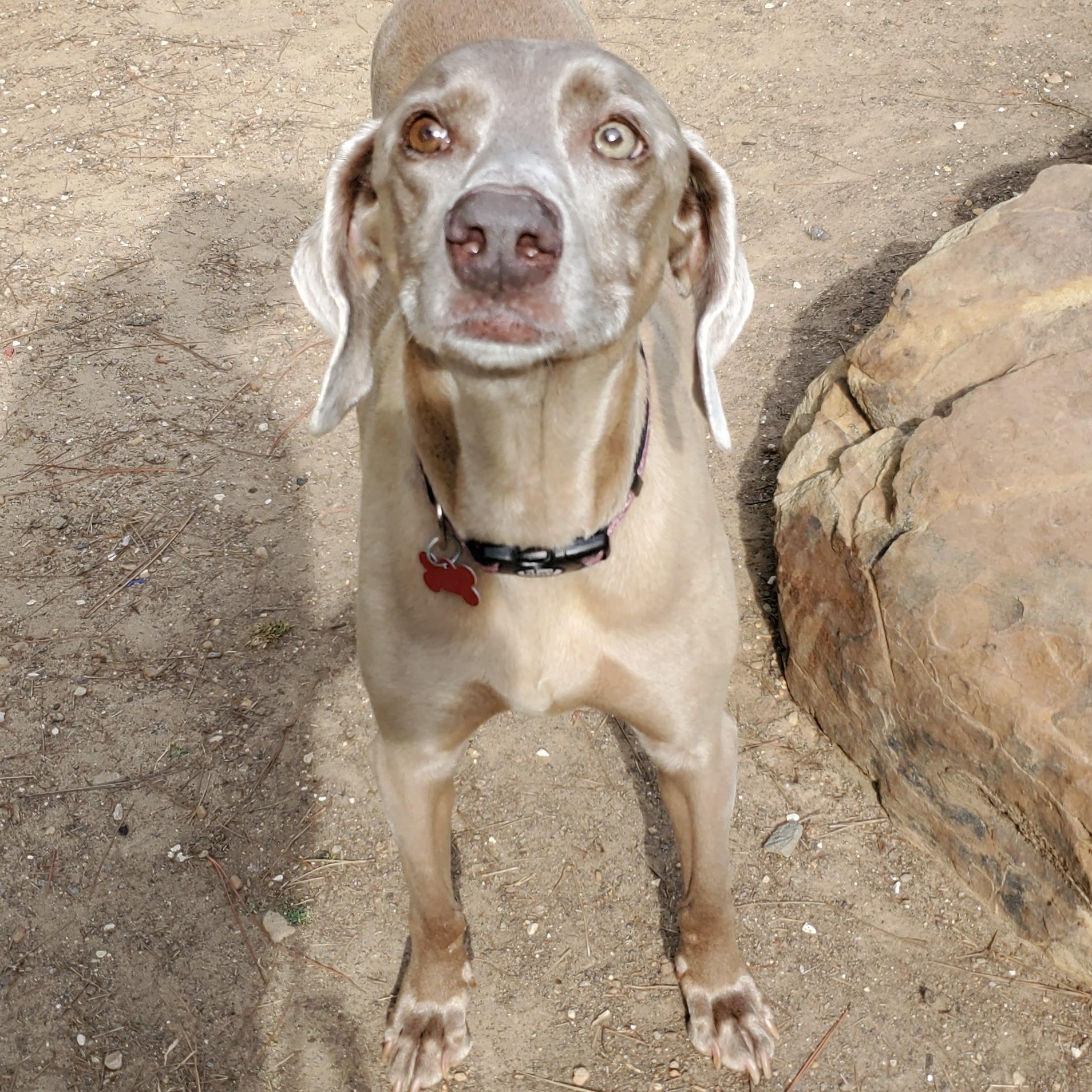 Enlarge Charlotte , a ADOPTABLE Weimaraner in Birmingham, AL image 3/3