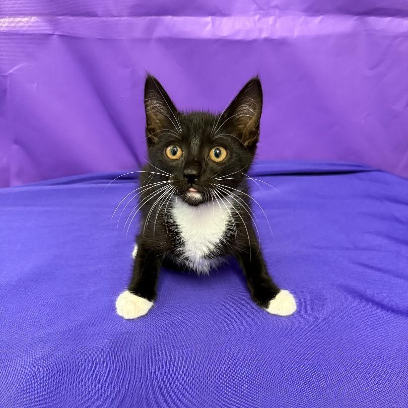 Zeppelin, a Adoptable Domestic Short Hair in North Myrtle Beach, SC image 1/4