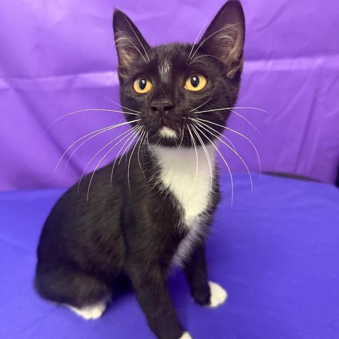 Zeppelin, a Adoptable Domestic Short Hair in North Myrtle Beach, SC image 2/4