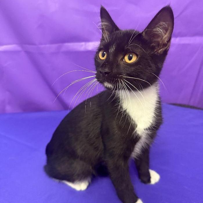 Zeppelin, a Adoptable Domestic Short Hair in North Myrtle Beach, SC image 3/4
