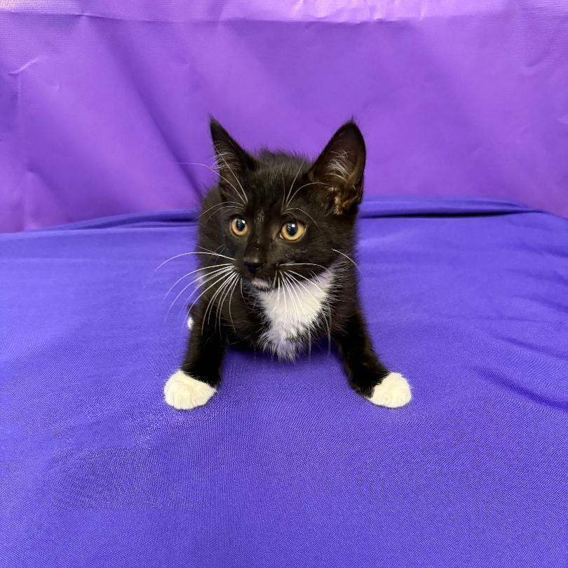 Zeppelin, a Adoptable Domestic Short Hair in North Myrtle Beach, SC image 4/4