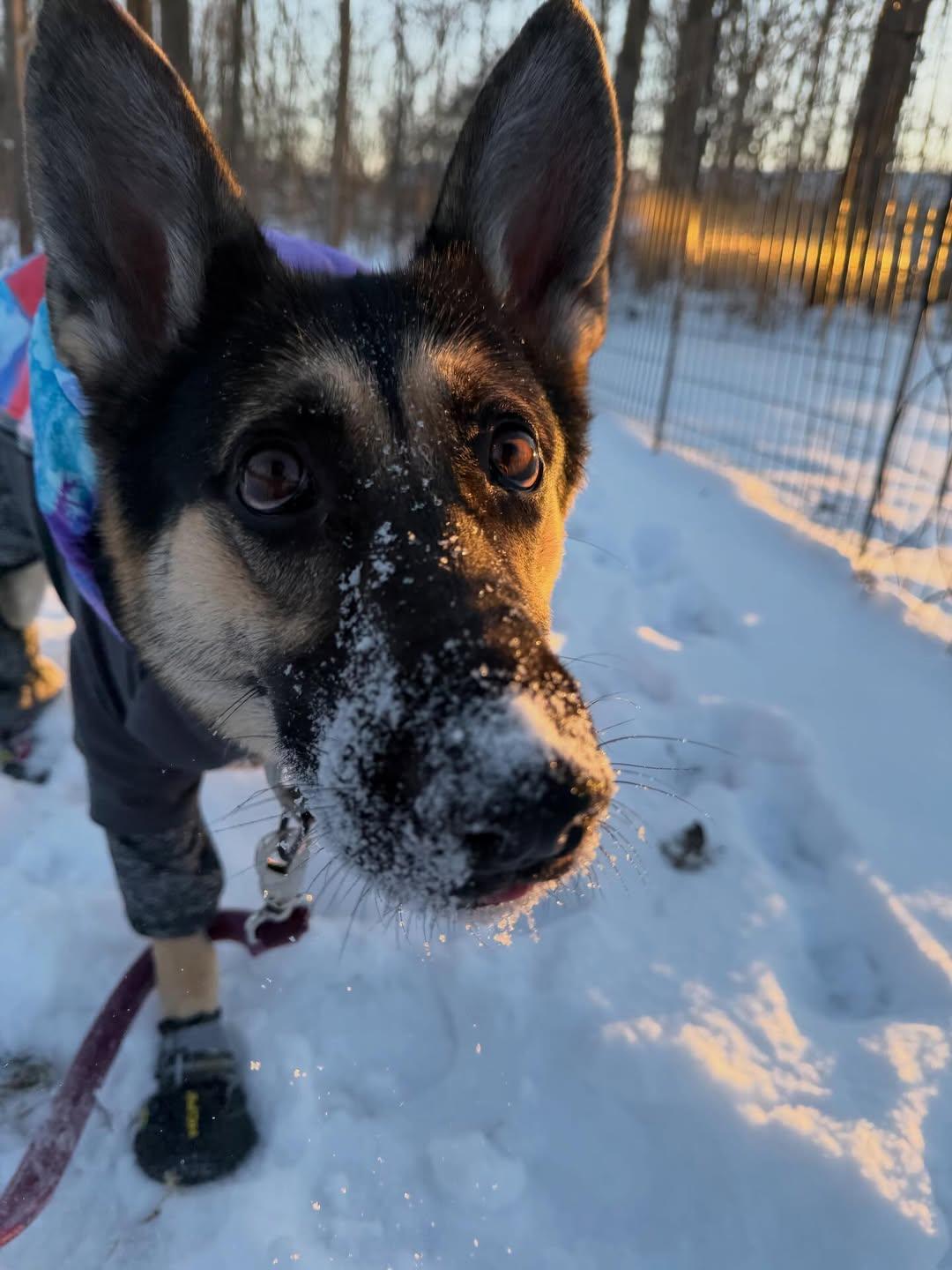 Layla , an adopted German Shepherd Dog in Detroit, MI image 3/5