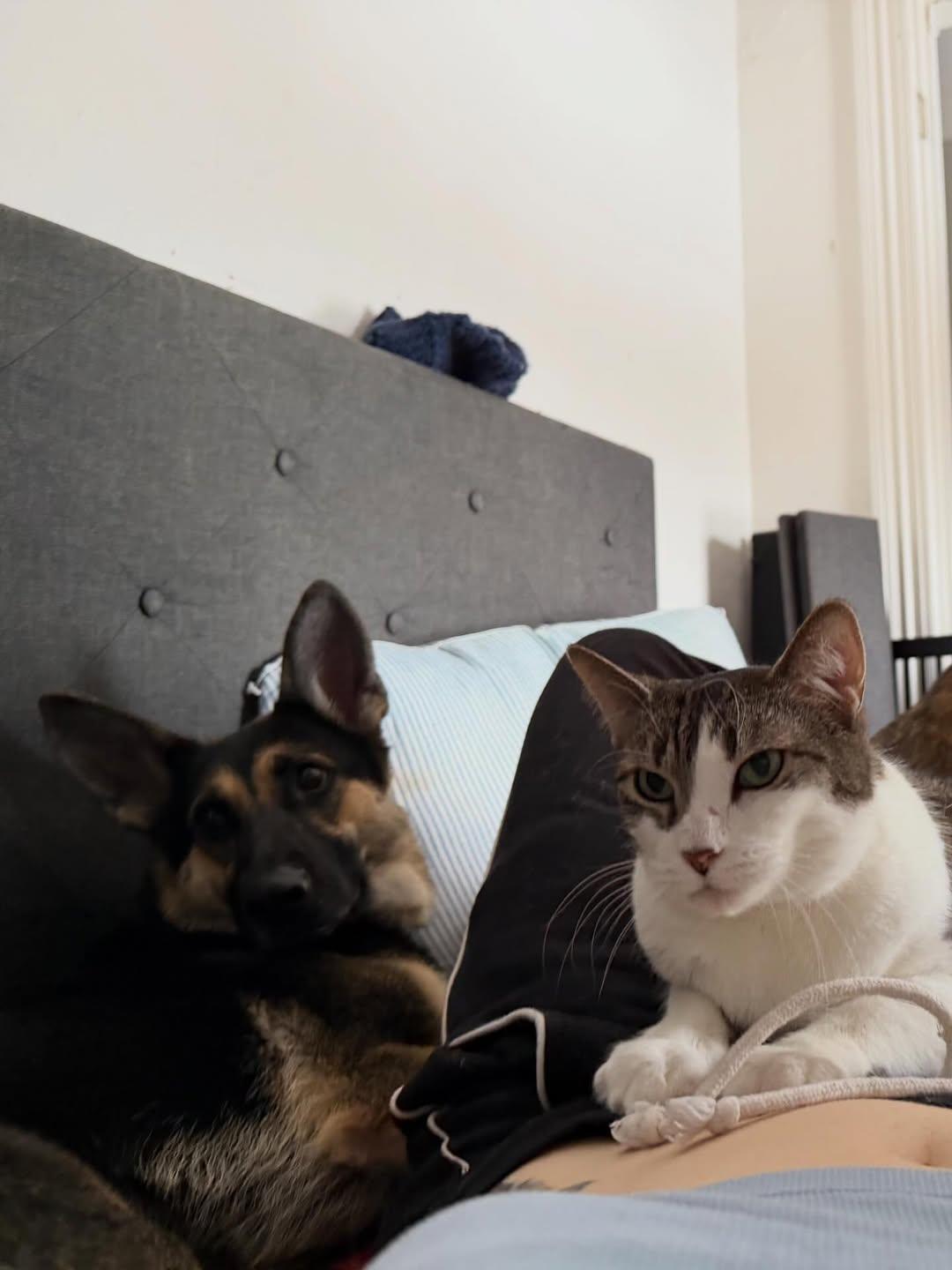 Layla , an adopted German Shepherd Dog in Detroit, MI image 2/5