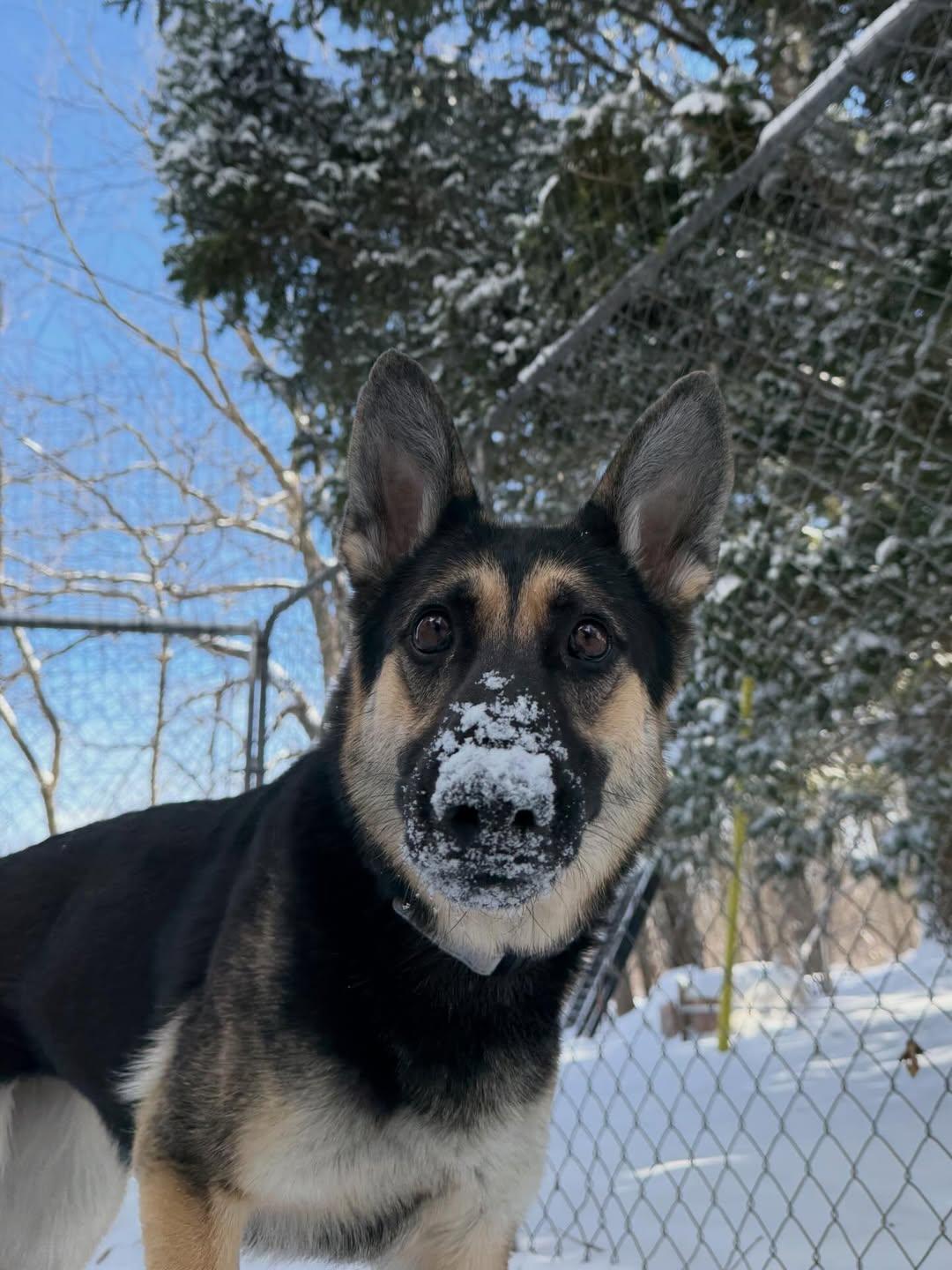 Layla , adopted, Adult Female German Shepherd Dog.