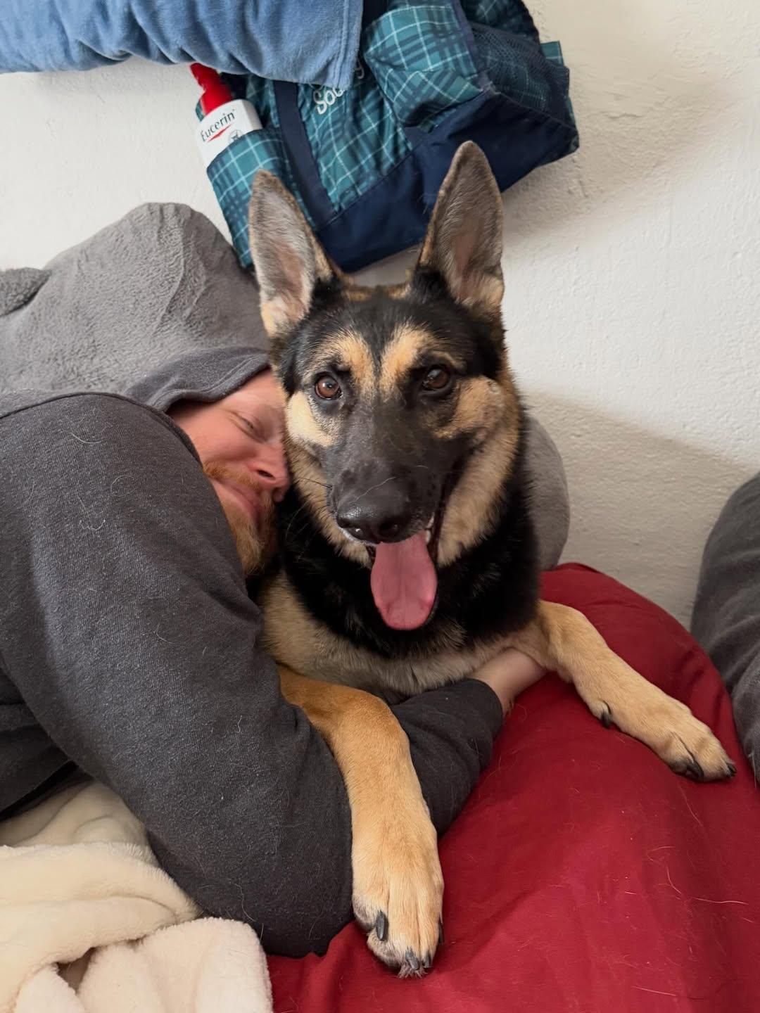 Layla , an adopted German Shepherd Dog in Detroit, MI image 5/5