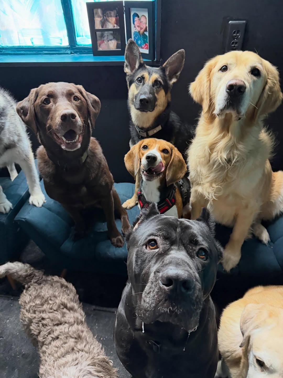 Layla , an adopted German Shepherd Dog in Detroit, MI image 4/5