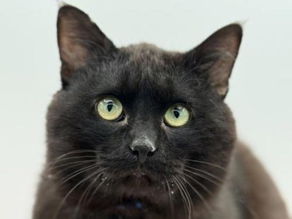 Enlarge Devito, a Adoptable mixed breed in Portland, OR image 1/1
