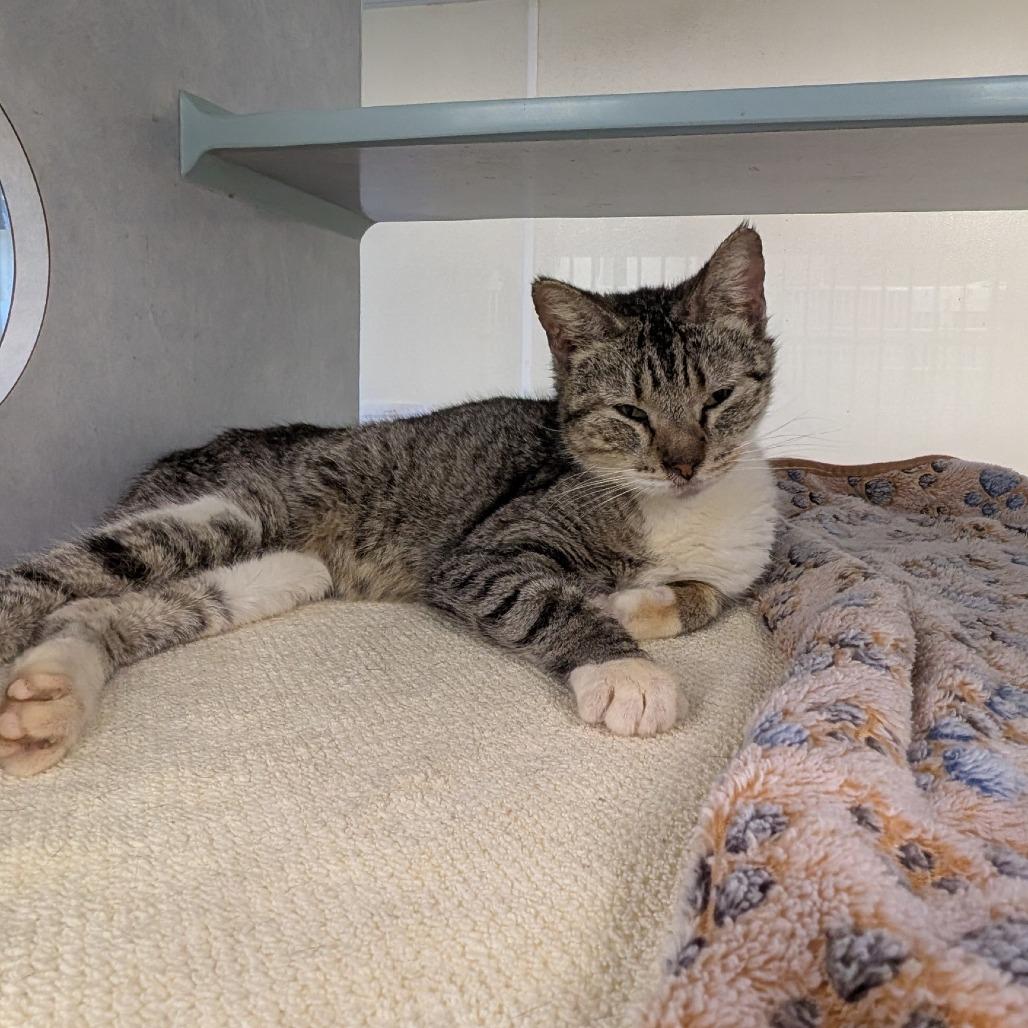 Wobbles, Adoptable, Senior Female Domestic Short Hair.