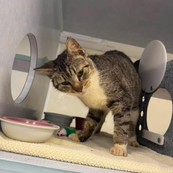 Wobbles, a Adoptable Domestic Short Hair in Buchanan Dam, TX image 2/2
