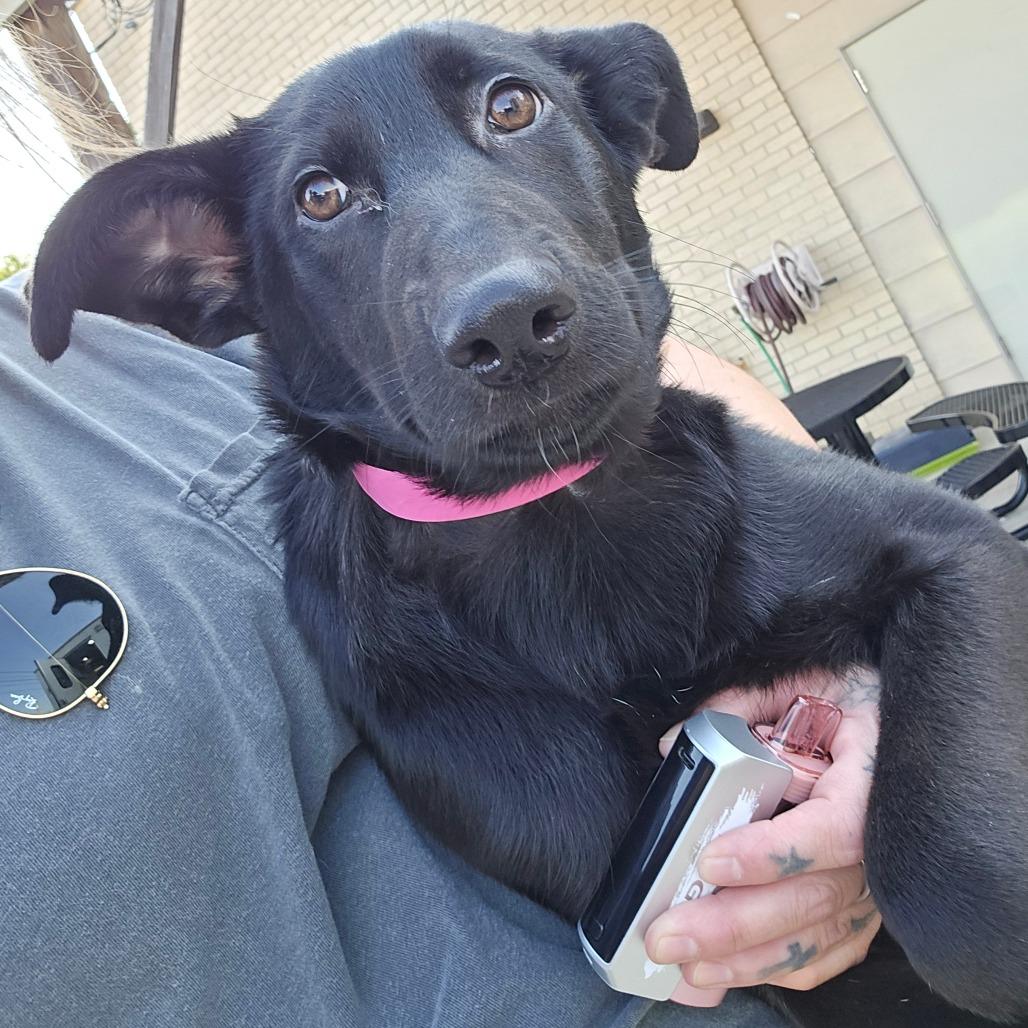 Pepsi - 052923U, Adoptable, Puppy Female Shepherd & Mixed Breed.