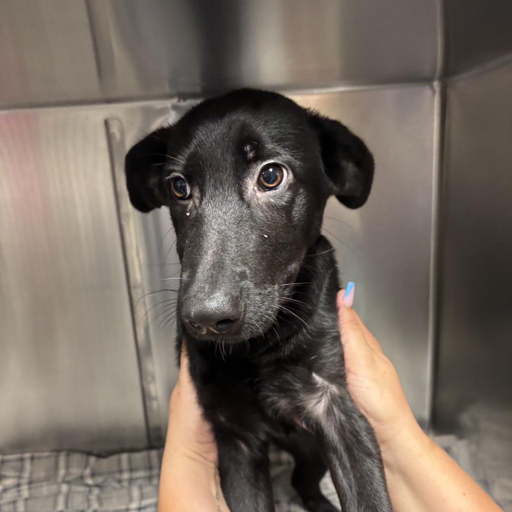 Pepsi - 052923U, a Adoptable mixed breed in Tupelo, MS image 3/3