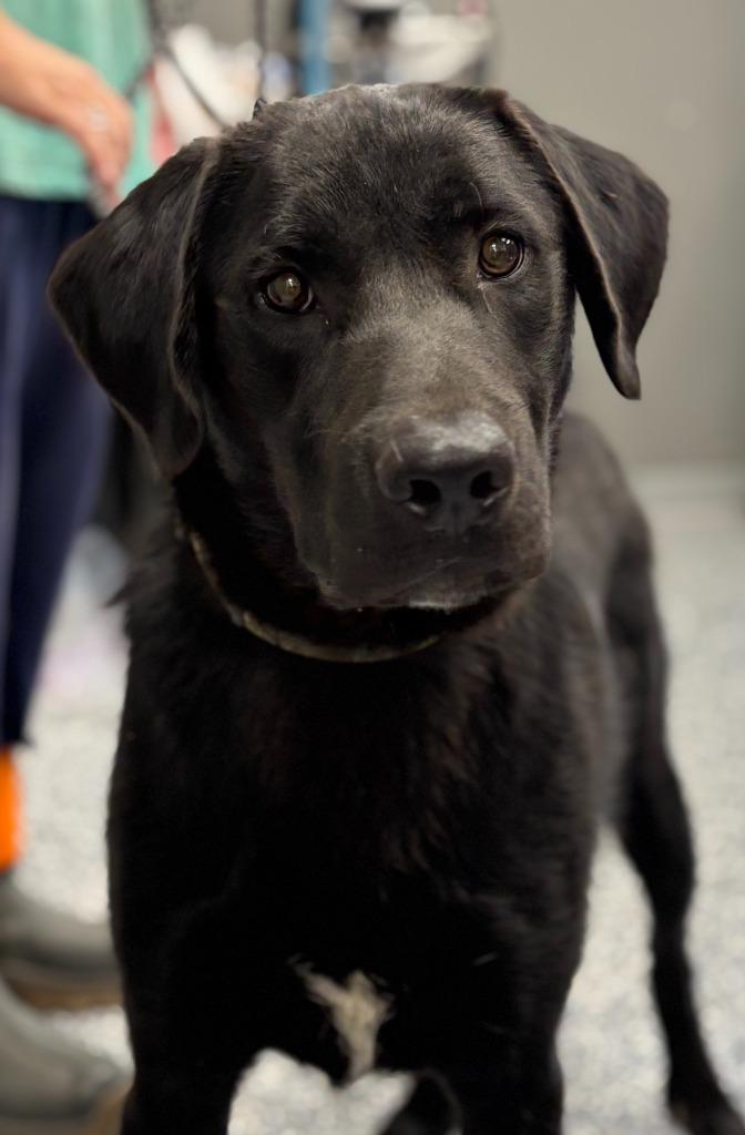 Beans, Adoptable, Young Male Rottweiler & Mixed Breed.