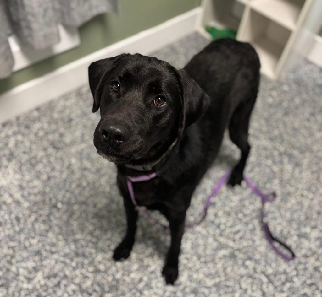 Enlarge Beans, a Adoptable mixed breed in Carthage, MO image 2/3