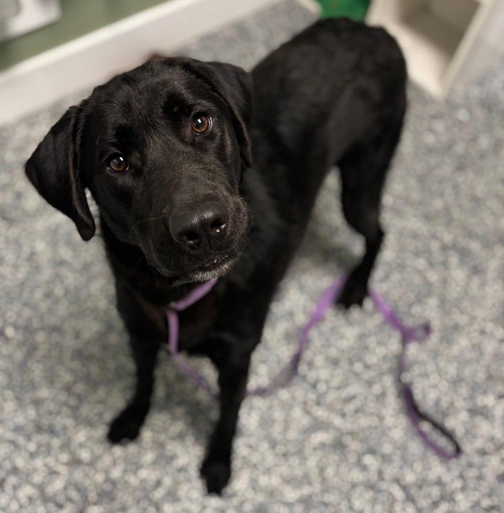 Enlarge Beans, a Adoptable mixed breed in Carthage, MO image 3/3