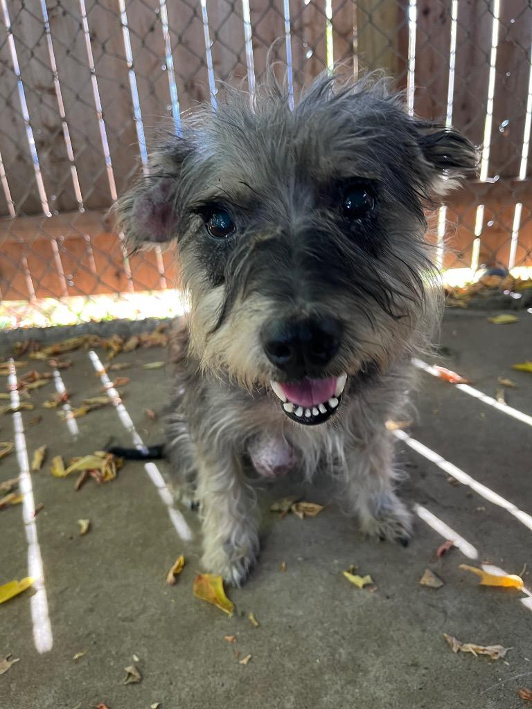 Lucy, Adoptable, Adult Female Schnauzer & Mixed Breed.