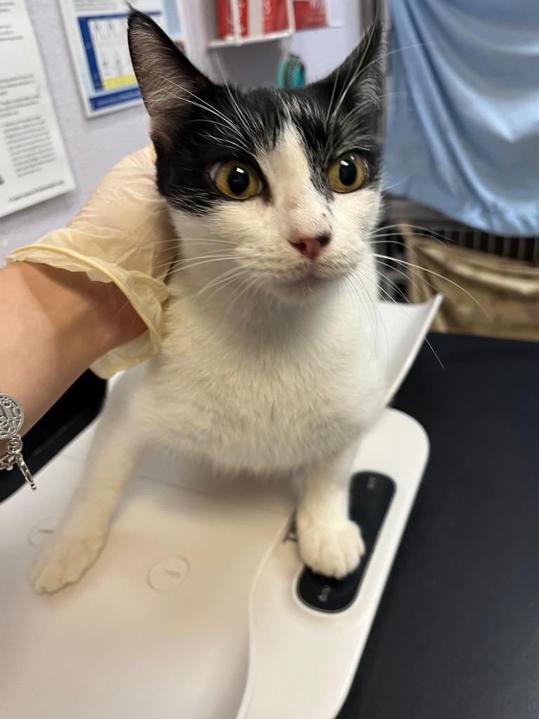 Saddle, Adoptable, Young Female Domestic Short Hair.