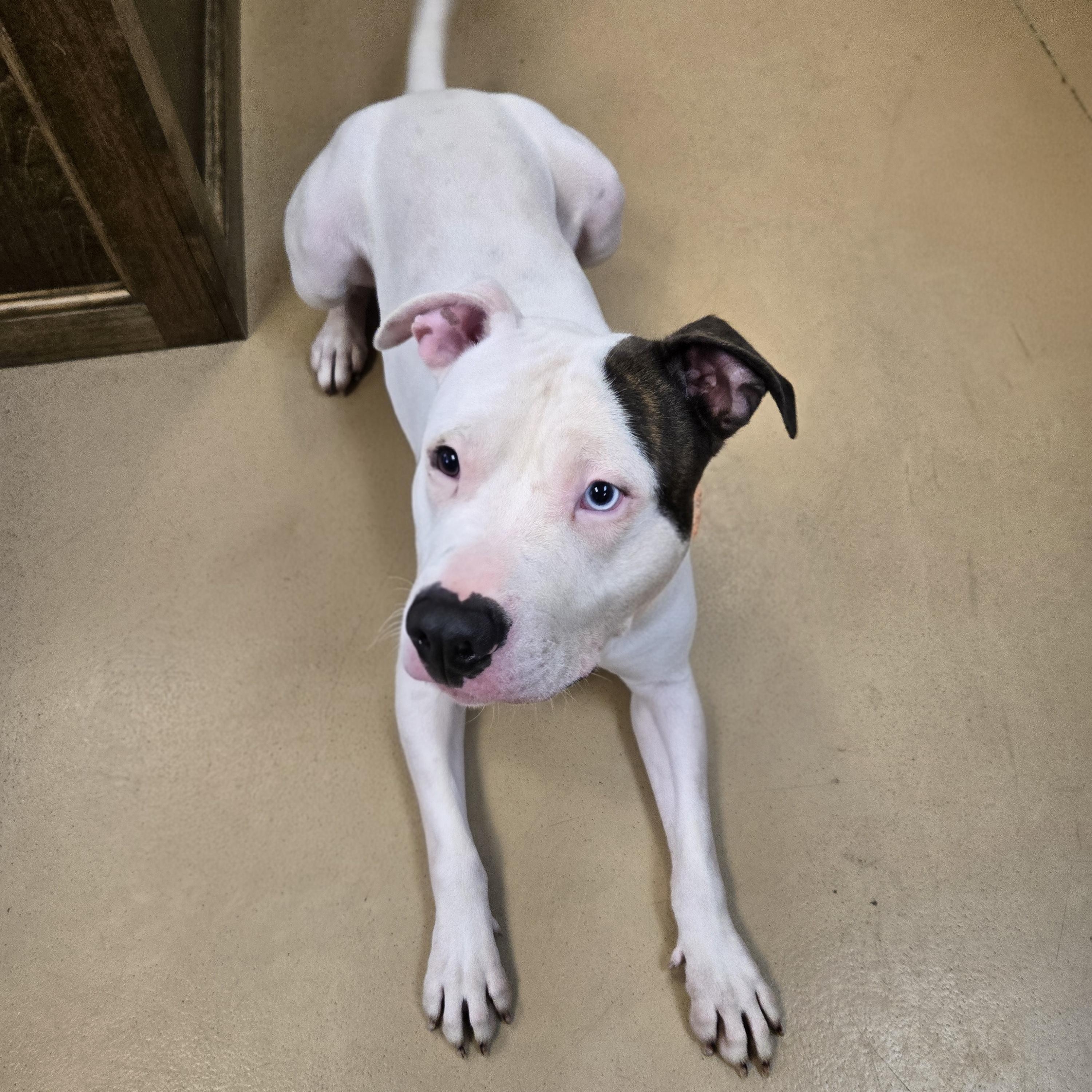 Deputy Dewey, an adopted Pit Bull Terrier in Xenia , OH image 4/6