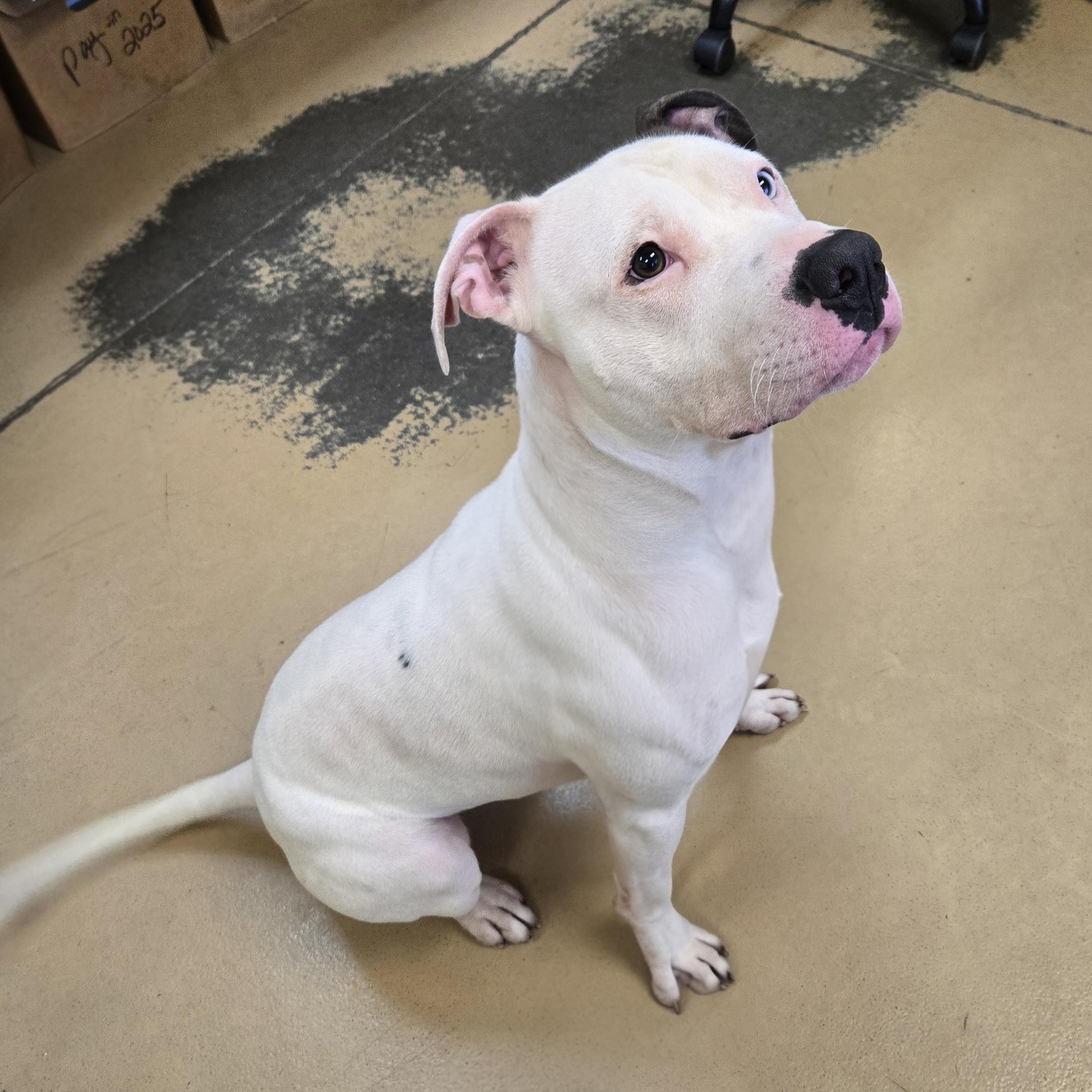 Deputy Dewey, an adopted Pit Bull Terrier in Xenia , OH image 2/6